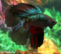 It is the result of genetic mutation. Premium Male Rare Wysiwyg Doubletail Halfmoon Betta Fish