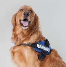 In fact, the earliest recorded example of a guide dog goes back to the first century a.d., and active, standardized guide dog training can be traced back to the 1700s. Is There An Epidemic Of Fake Service Dogs Psychology Today