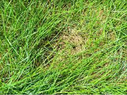Do not overwater the grass. Spongy Lawn Issues How To Deal With Lawn Thatch