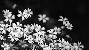 Scarica 56,413 fiori bianco e nero illustrazioni, vettoriali & clipart stock gratis o a partire da $0.20usd. Carta Da Parati Bei Fiori Di Chickweed In Bianco E Nero Stellaria Graminea Sfondo Floreale Romantico Primo Piano Artistico Astratto Delle Erbe Selvatiche Di Fioritura Scena Tranquilla E Malinconica Pixers