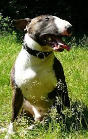 Image result for bulteriér