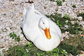 Small Brown Bird With White Ring Around Neck White Duck Resting On Lake Shore Free Stock Photo In 2020 White Ducks Beautiful Birds Stock Photos