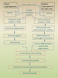 Frontiers Propagation Techniques And Agronomic