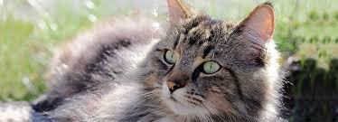 Vous lisez un « bon article ». Le Chat Norvegien Maxi Zoo Suisse Guide