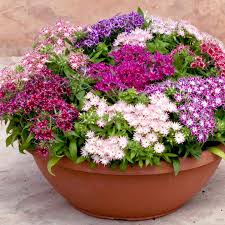 pictures of phlox flowers à®•à¯à®•à®¾à®© à®ªà®Ÿ à®®à¯à®Ÿà®¿à®µà¯