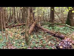 Maybe you would like to learn more about one of these? Actors Love To Act All Those Death Scenes Thu Nguyen Vlog Relax Piano For Study Youtube