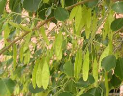 Image result for Dalbergia sissoo