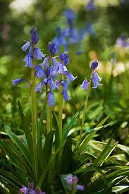 Blue Bell Beauty Blue Garden Bluebells Flower Garden