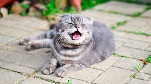 Curious why your cat keeps sneezing? Why Is My Cat Sneezing Bechewy