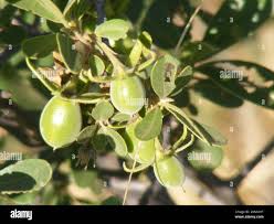 Image result for Diospyros lycioides