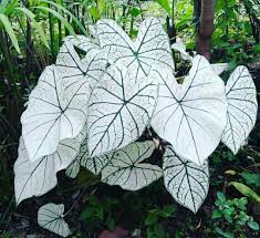 Dari total 13 genus tumbuhan rotan di seluruh dunia, 8 genus diantaranya tumbuh di indonesia. 2 Jenis Tanaman Bunga Hias Hidup Caladium White Keladi Wayang Lazada Indonesia
