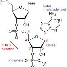 Pdf Difference Between Dna And Rna Nucleotides