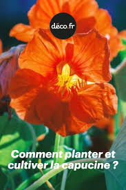 Epingle Par Francine Sur Jardinage En 2020 Comment Planter Planter Des Fleurs Capucine