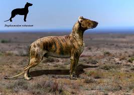 Pantherion Atlas of prehistoric mammals. Paleoart by Oleg Martsun. - 61.  Daphoenodon robustum. North America. Miocene. Length - 1.6 m, height - 0.8  m, weight - 100 kg. Дафоенодон (Daphoenodon robustum). Північна