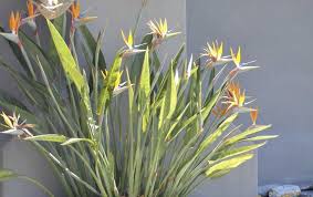 White bird of paradise is a moderate grower to about 25 feet. Enh79 Mg106 Bird Of Paradise