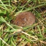 Genial Photos Oiseau Qui Vole Astuces L Huile De Ricin Pour Le Jardin Peut Repousser Les En 2020 Ravageurs Du Jardin Huile De Ricin Photo Oiseau