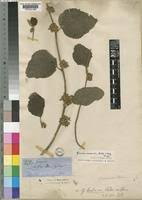 Image result for Grewia herbacea