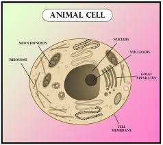There are many organelles which play an important role. Difference Between Plant Cell And Animal Cell