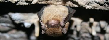 Not all bats hibernate but, the ones that do usually pack it in when the weather is colder and flying insects start to become scarce. Bat Signs In Winter Colonial Pest Control