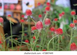 Image result for Gomphrena martiana
