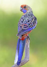The Adelaide Rosella Is Presently Believed To Be A Hybrid Swarm Having Originated Through Interbreeding Of The Crimson And Yel Pet Birds Birds Beautiful Birds
