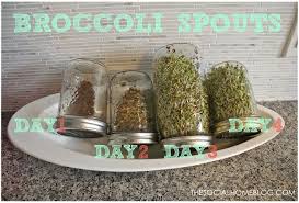 Grow broccoli sprouts in soil. The Social Home Healthy Home Growing Greens To Save Some Green Growing Sprouts Sprout Recipes Broccoli Sprouts