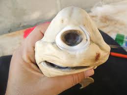 This shark fetus was discovered by a fisherman. Pictures Rare Cyclops Shark Found