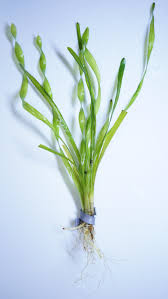 Image result for Vallisneria