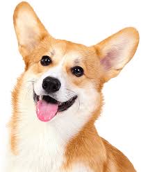 Check spelling or type a new query. Dog Training Company Pet Care Services