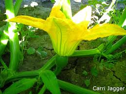 Image result for male flowers cucumber