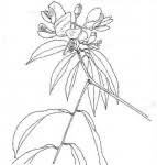 Image result for Crotalaria longithyrsa