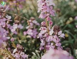 Image result for Thomandersiaceae