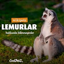 Lemurlar Gececi Hayvanlardir Ve Agaclarda Yasarlar Ozellikle Madagaskar Ve Comoro Adalarinda Bulunur Lemurlar Hakkinda Bilinmeyenleri Sizin Icin Yazdik Wik