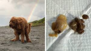 u sobaki kal so slizyu pochemu kakaet s bolshim kolichestvom slizistyh vydelenij prichiny u shenka ili vzroslogo pitomca stul v obolochke chto eto takoe