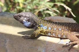 Black And White Lizard Australia Australia Animals Reptiles Reptile Lizard Australia Animals Reptiles Reptile Lizard Animals Lizard Australia