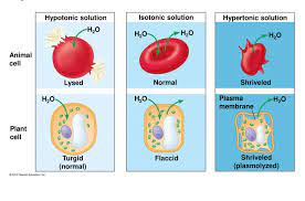 Solution tonicity may be manipulated to exert extreme osmotic stress on component cells of source tissues. What Is A Hypotonic Solution Get Education