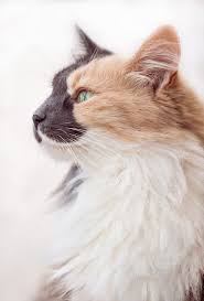 Photo Baby By Victoria Lentz On 500px Beautiful Profile Cats Chats Adorables Chats Et Chatons Beaux Chats