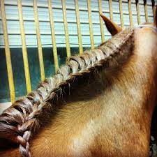 Running Braid In A Horse Mane Pretty Fast And Easy To Do Horse Braiding Horse Mane Horse Decor