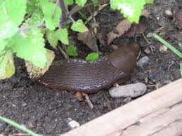 How do you get rid of garden slugs? 6 Ways To Get Rid Of Slugs In Your House Dengarden