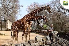 Noch diesen monat verlassen thüringens letzte giraffen dhakija. Willkommen Zoopark Erfurt