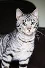 Toyger - Wikipedia