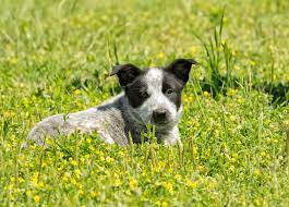 Farm born and raised pure bred blue heeler cattle dog. Is The Australian Shepherd Blue Heeler Mix Right For You K9 Web