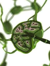 Die lymphknoten sind teil des lymphsystems, einem gefäßsystem mit mehreren funktionen. Lymphknoten Sind Geschwollen Wie Gefahrlich Ist Das