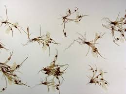 Image result for Lipocarpha micrantha