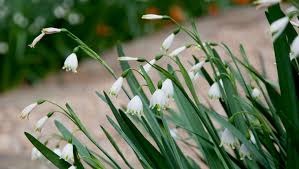The flower stalks can reach up to three feet tall and sprout from a rosette of green leaves. Leucojum P Allen Smith