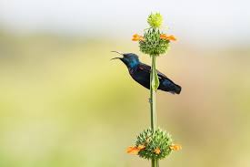 Every Day Our Editors Select Their 12 Favorite Photos Recently Uploaded To Your Shot See Their Choices Th National Geographic Wildlife Photography Beautiful Birds