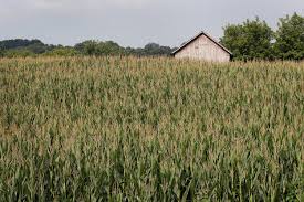 There's an old belief among farmers that on a quiet night, if you listen closely, you can hear the sound of corn growing. Yes It S True You Can Hear Corn Grow