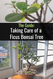Bonsai trees do require more care than the average house plant, but once you get the hang of it, it's not that if you post a picture of a starter tree in a bonsai pot, and nobody gets excited, please don't take it like with anything, prices go all the way from dirt cheap to how much money do you have? Ficus Bonsai Tree Care In 2020 Bonsai Tree Care Bonsai Tree Ficus Bonsai Tree