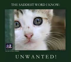 Pin On Adopt A Furry Friend Be A Hero