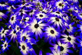 Very Effortless Gardening Suggestions Organic Gardening Tips Fish Home Home Improvement